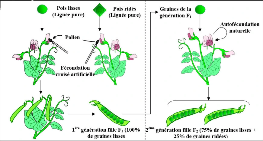 Les lois statistiques de la transmission des caractères héréditaires chez les diploïdes